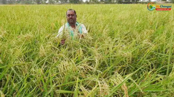 செங்கல்பட்டுக்கு பெருமை சேர்த்த சிறுமணி நெல்
