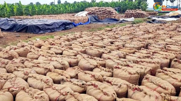 கொள்முதல் நிலைய அதிகாரிகள் மெத்தனம் - 5000 நெல் மூட்டைகள் தேக்கம்