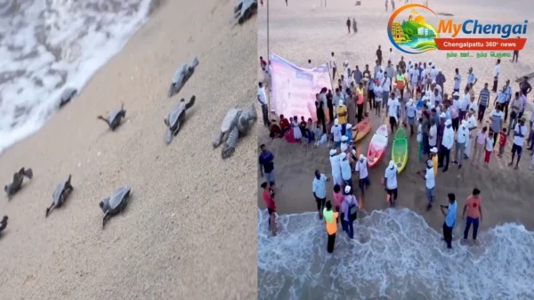 கடலில் விடப்பட்ட ஆமைக் குஞ்சுகள் - 100% வாக்களிப்புக்காக செய்யப்பட்ட ஏற்பாடு!