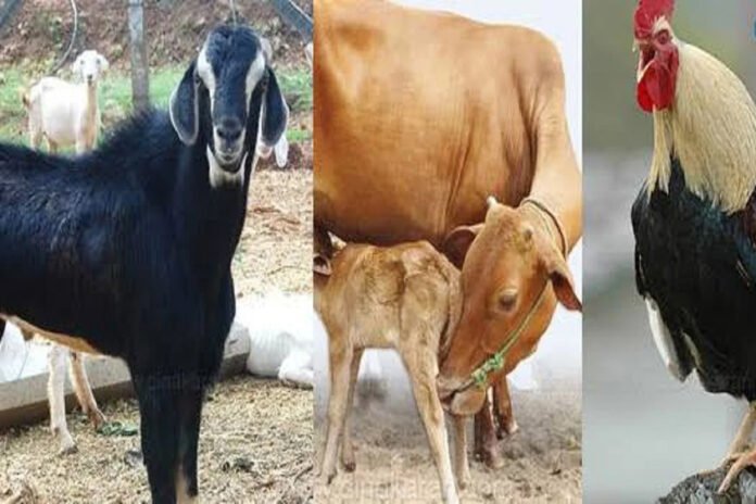 goat_hen_cow