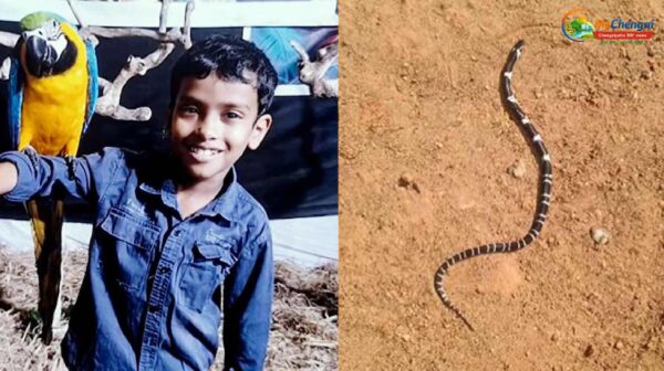 தலையணைக்கு அடியில் பாம்பு.. 8 வயது சிறுவன் பலி!