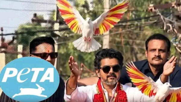 புறாவுக்குப் போரா? மீண்டும் விஜய்க்கு சிக்கல்