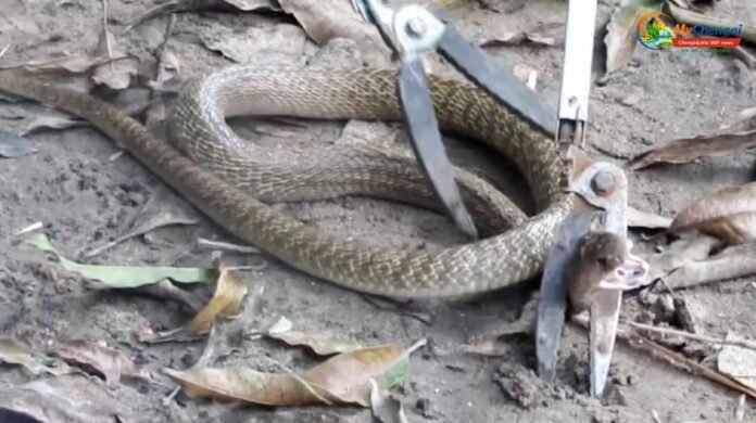 snake