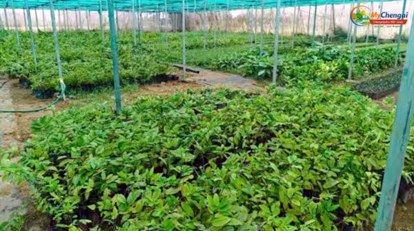 தோட்டக்கலை துறையில் மரம், செடிகள் விற்பனை