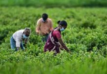 செங்கல்பட்டு விவசாயிகளுக்கு அரசு மானியம்; நெல் சாகுபடிக்கு ரூ.4,000 ஊக்கத்தொகை!