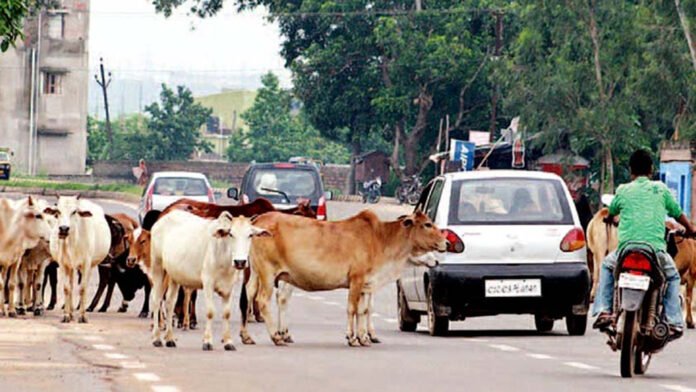 cow