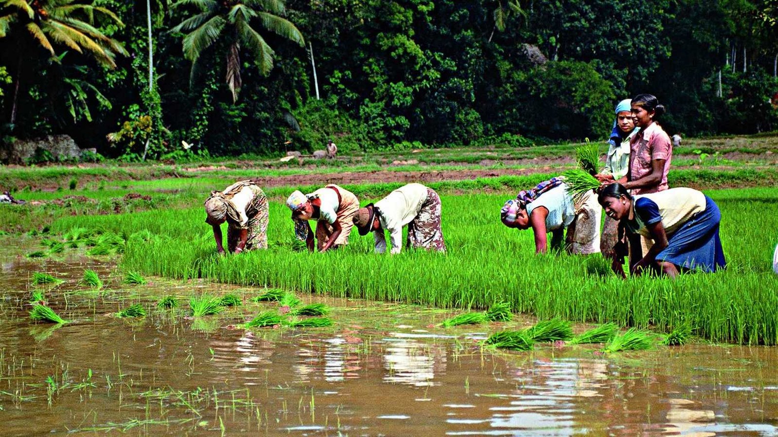 farm land