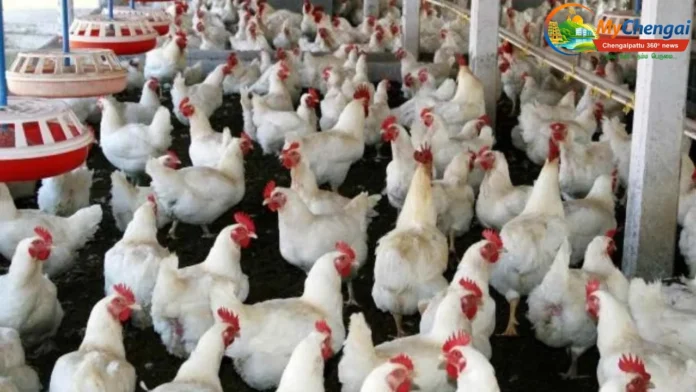 hen