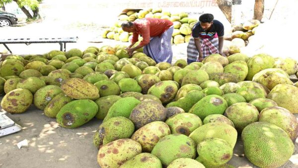 இடைக்கழிநாட்டில் பலாப்பழ சீசன் தொடக்கம்