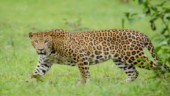 leo-pard