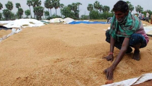 செங்கல்பட்டு: 1.3 லட்சம் மெட்ரிக் டன் நெல் கொள்முதல்