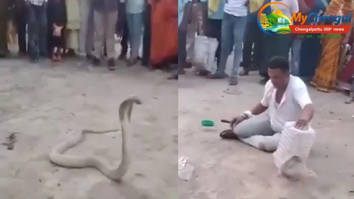 snake