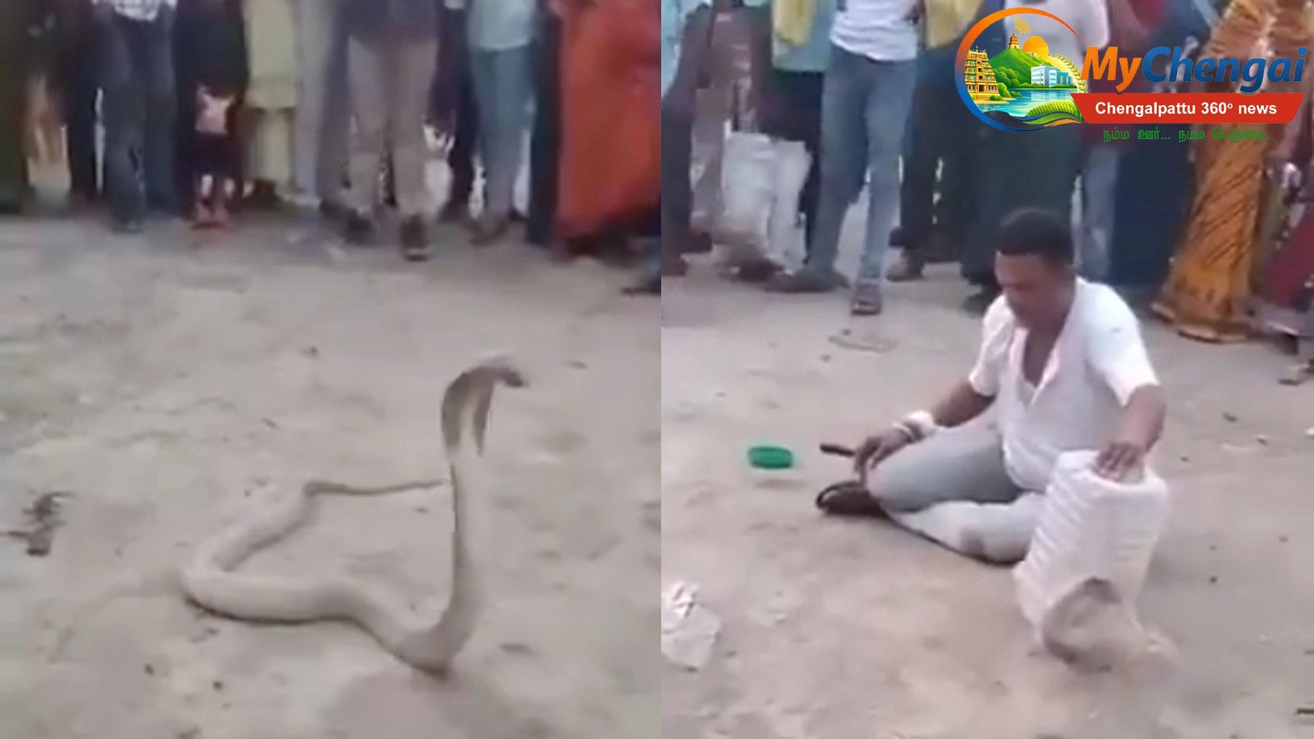 snake