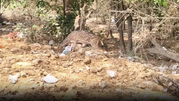 பாதுகாக்கப்பட வேண்டிய இடத்திலேயே உயிருக்கு ஆபத்து: வண்டலூர் பூங்கா மான்களின் பரிதாப நிலை!