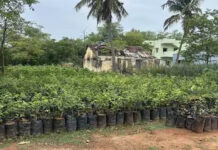 அச்சிறுபாக்கம் விவசாயிகளுக்கு 30,000 இலவச மரக்கன்றுகள் வழங்க வனத்துறை திட்டம்