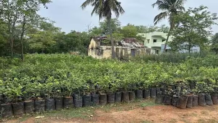 MARAKANDRUJ