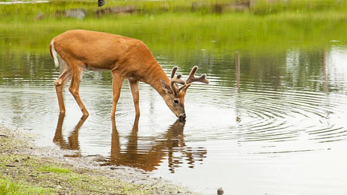 deer