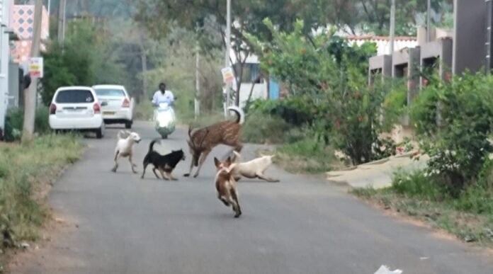 deer-and-dog-2026-03-08-07-53-28