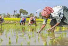 அதிக மகசூல் பெறும் நெல் விவசாயிகளுக்கு ரூ.5 லட்சம் பரிசு; விருதுக்கு விண்ணப்பங்கள் வரவேற்பு