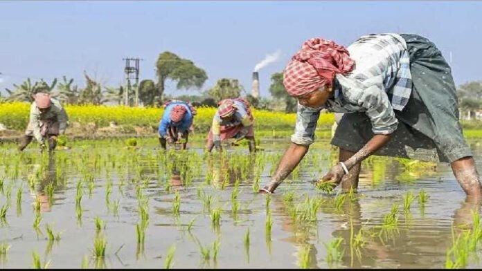 farming land