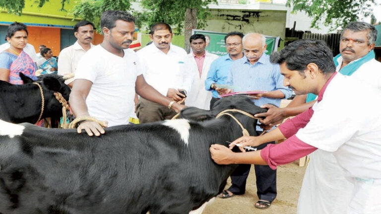 கால்நடைகளுக்கு கோமாரி நோய் தடுப்பூசி முகாம்