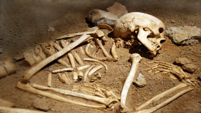 skeleton