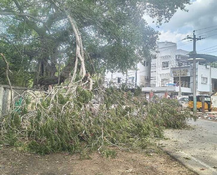மழையால் முறிந்த மரக்கிளை சாலையில் விழுந்து போக்குவரத்து பாதிப்பு