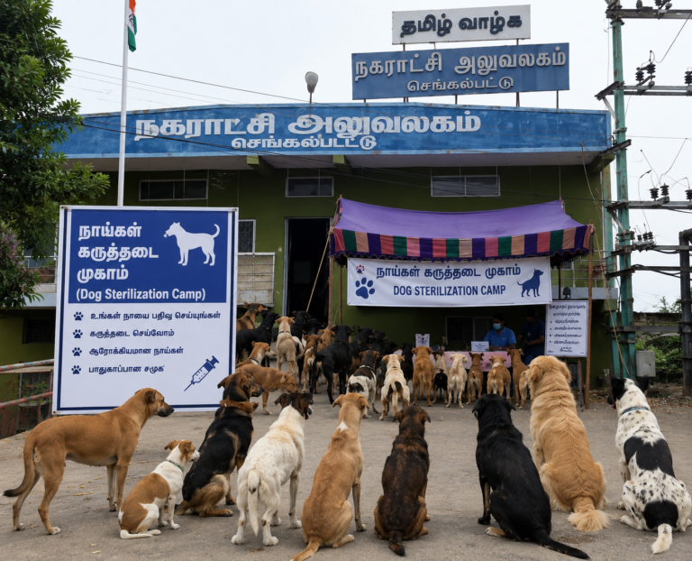 தெருநாய்கள் கருத்தடை மையம்: கூடுதலாக ரூ.15 லட்சம் ஒதுக்கீடு
