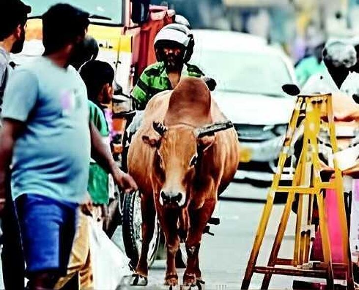 சாலையே மாடுகளுக்கு வீடுகள்... அச்சத்தோடு டிரைவிங்