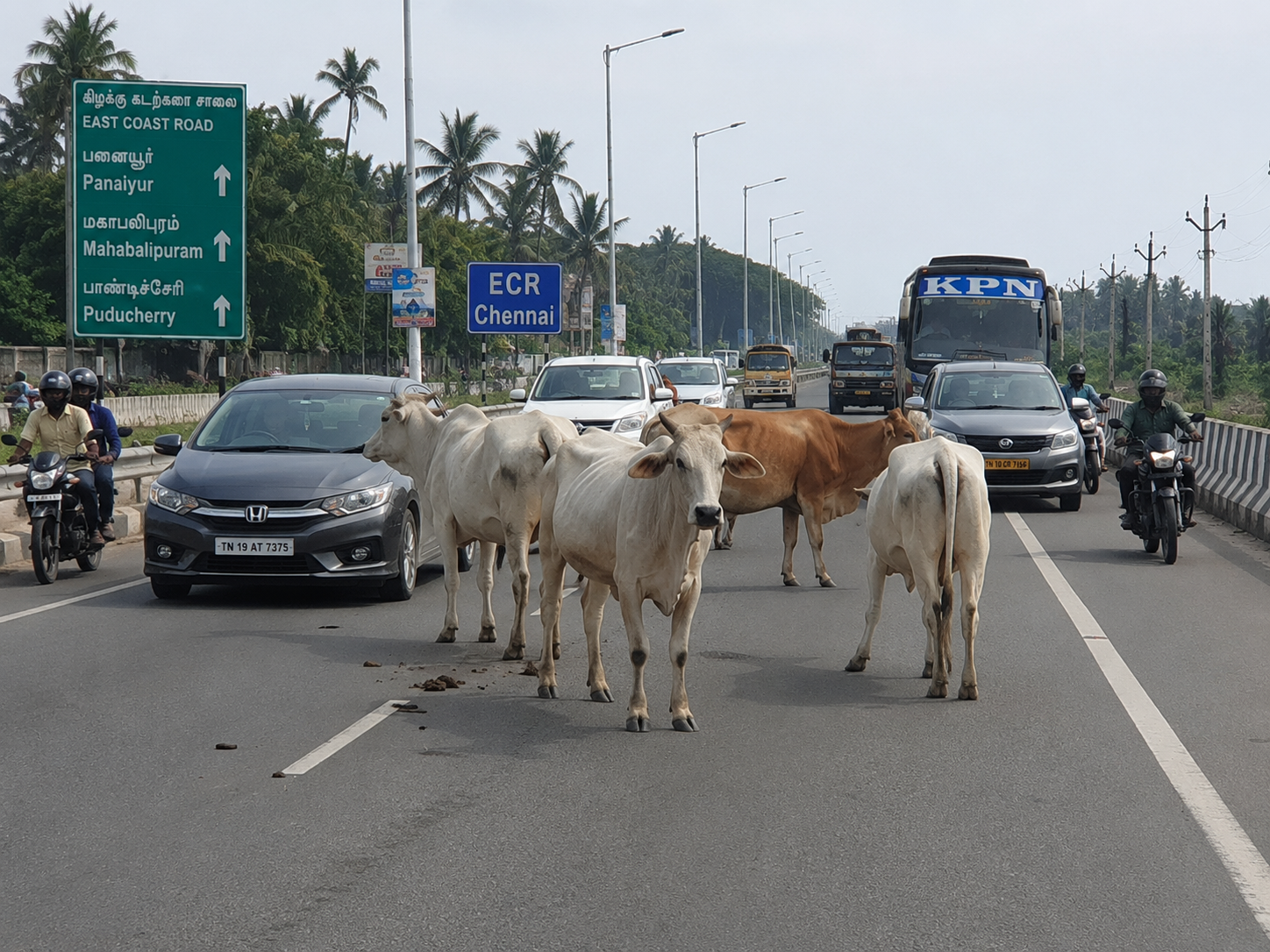 கிழக்கு கடற்கரை சாலையில் மாடுகள்: விபத்து அபாயம்