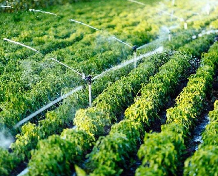 வறட்சியை சமாளிக்க நுண்ணீர் பாசனம்: விவசாயிகளுக்கு ஐடியா
