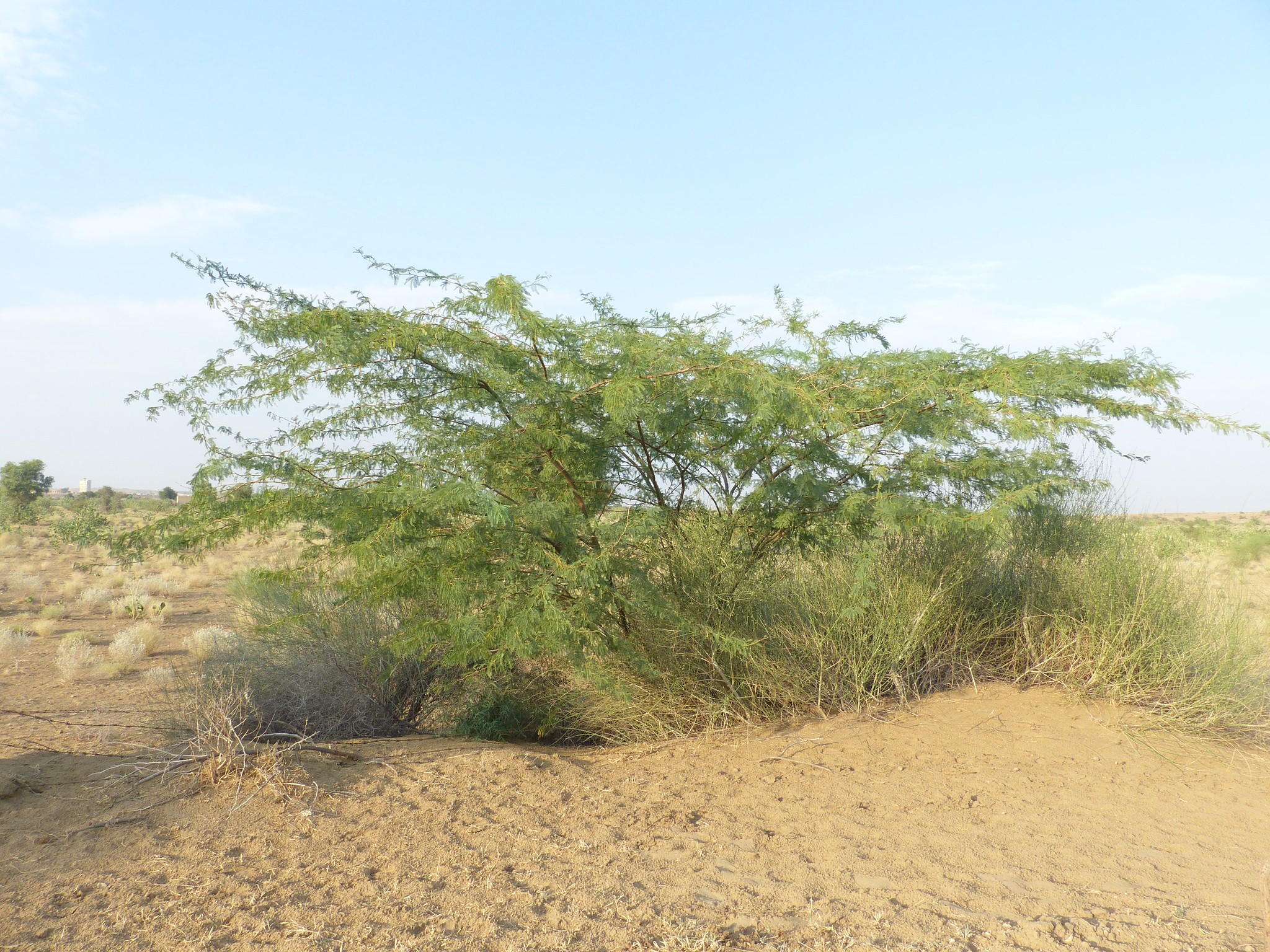 மாமல்லபுரத்தில் சீமை கருவேல மரங்கள் அகற்றம்