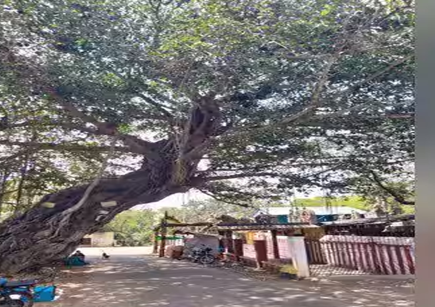 போக்குவரத்துக்கு இடையூறு... மரத்தை அகற்ற கோரிக்கை
