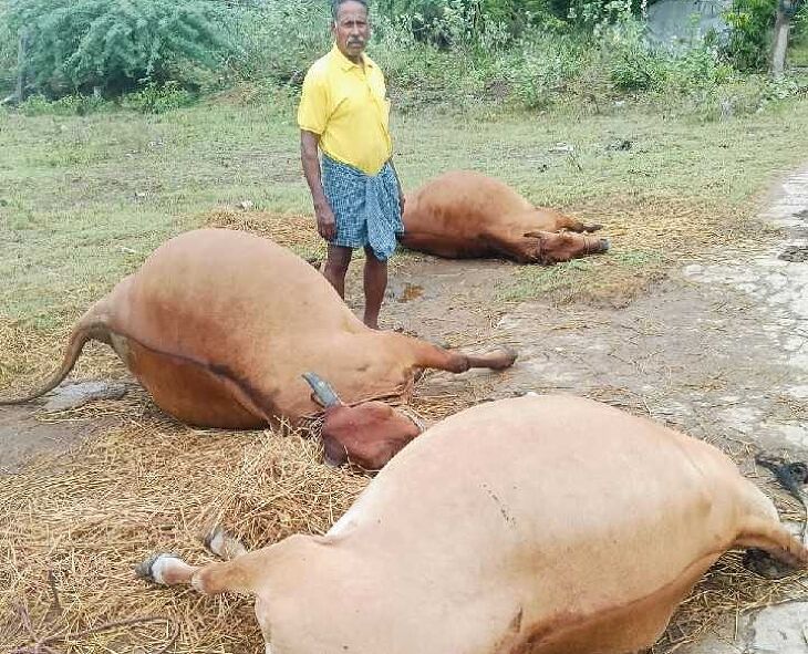 மின்சாரம் தாக்கி மாடுகள் உயிரிழப்பு ... வேதனையில் விவசாயி