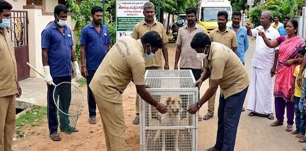 திருக்கச்சூரில் பெண்களை கடித்த வெறிநாய் பிடிபட்டது