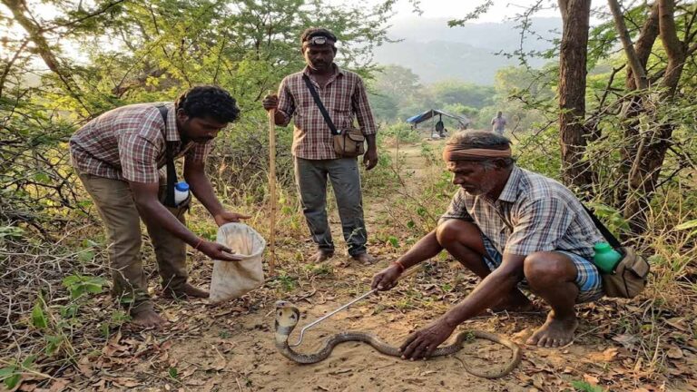 மாமல்லபுரத்தில் பாம்பு பிடிக்க இருளர்களுக்கு அனுதி