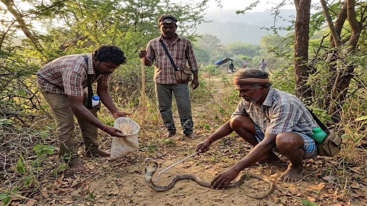 மாமல்லபுரத்தில் பாம்பு பிடிக்க இருளர்களுக்கு அனுதி