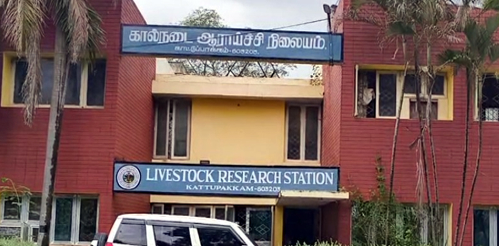 பல்கலைக்கழக வளாகத்தில் சந்தன மரங்கள் வெட்டி கடத்தல்?