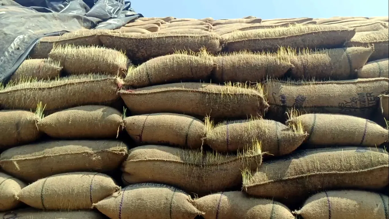 சேமிப்புக் கிடங்கில் முளைத்த 1 லட்சம் மெட்ரிக் டன் நெல் – அண்டவாக்கம் விவசாயிகள் அதிர்ச்சி!